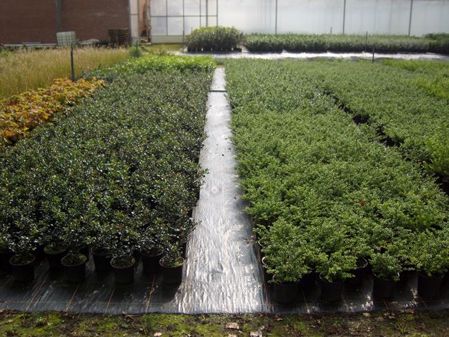 Ilex C2
