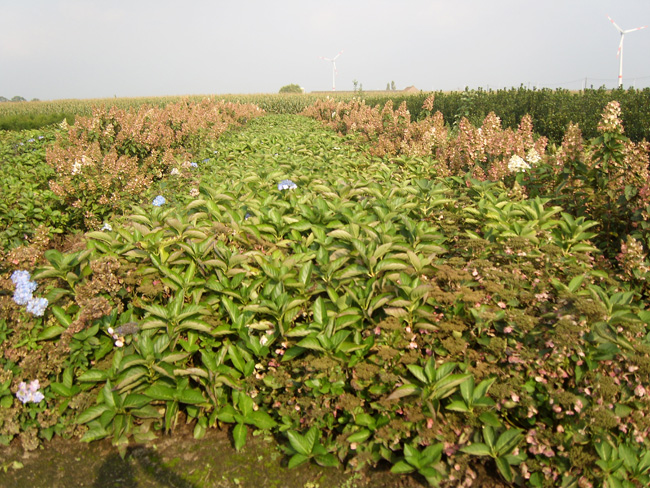 Hydrangea kluit 60/80/100