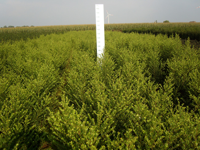 Ilex crenata 'Green Hedge' kl 40/60/80