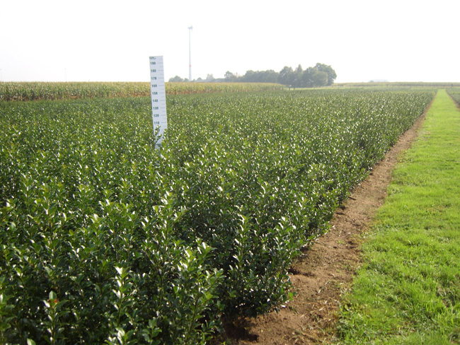 Ilex meservea 'Bleu Maid' kl 60/80/100