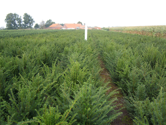 Taxus baccata kl 60/80/100